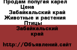 Продам попугая карел › Цена ­ 3 000 - Забайкальский край Животные и растения » Птицы   . Забайкальский край